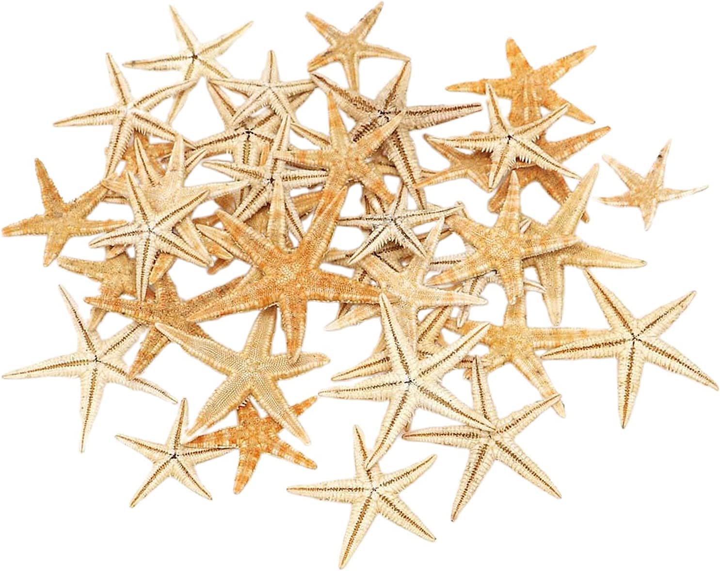 Amazon.co.jp: 天然ヒトデ 貝殻 小さなヒトデ スター ヒトデミックス