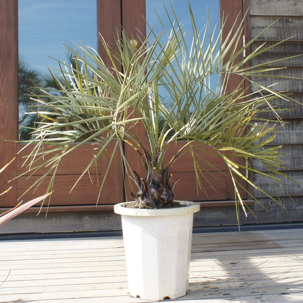 Amazon.co.jp: 耐寒性 ココスヤシ 10号 高さ約 100cm 【現品発送