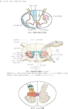 脊椎・脊髄疾患の外科 第2版 | 飛驒一利, 小柳 泉 |本 | 通販 | Amazon