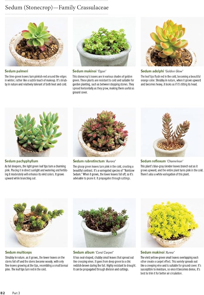 The Essential Book of Succulents: A Guide to the 250 Best
