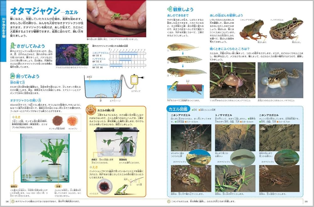 Amazon.co.jp: 小学館の図鑑NEO 飼育と観察 (小学館の図鑑・NEO 15