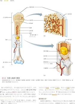 Amazon.co.jp: 人体の構造と機能 第5版 : エレイン N. マリーブ