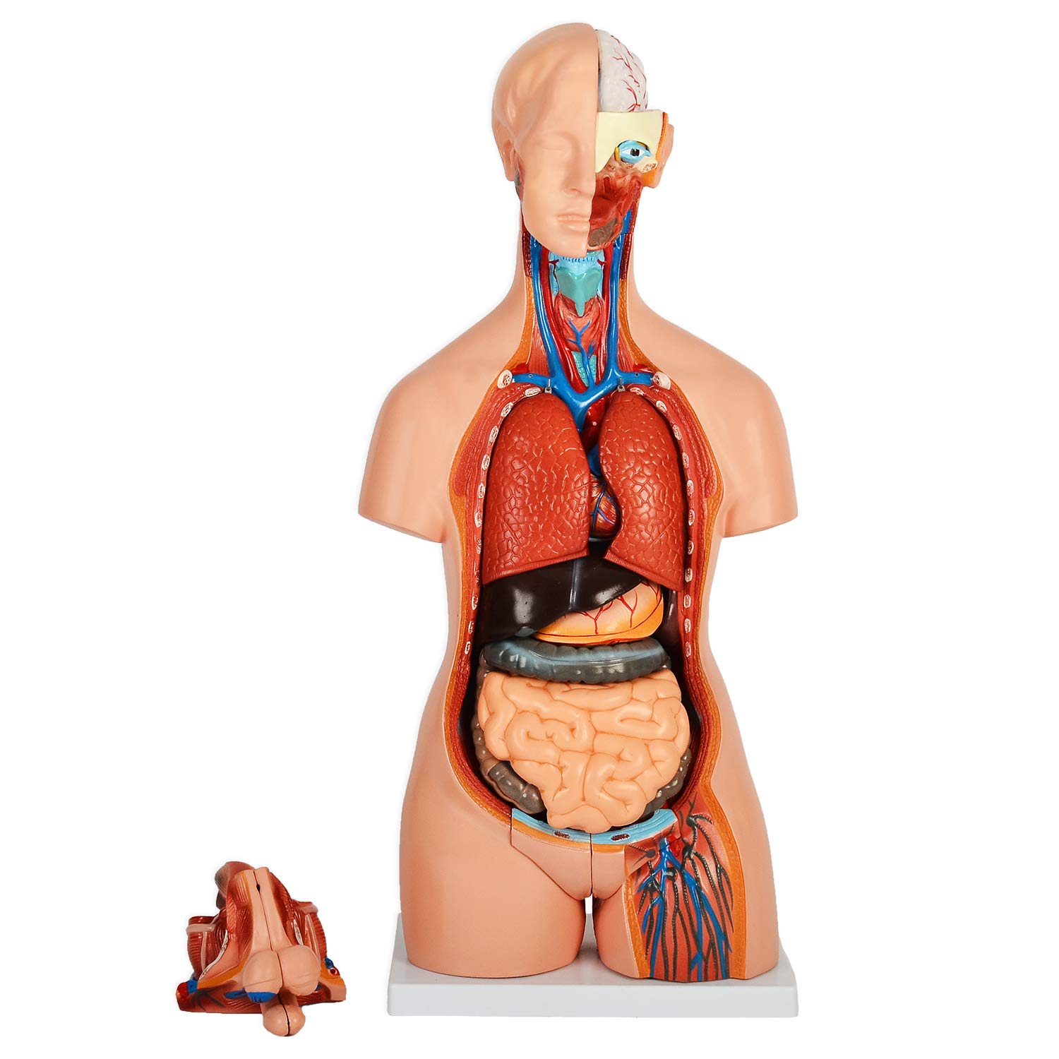 大型 木製 人体模型 標本 臓器 パズル ディスプレイ 漢方 レトロ