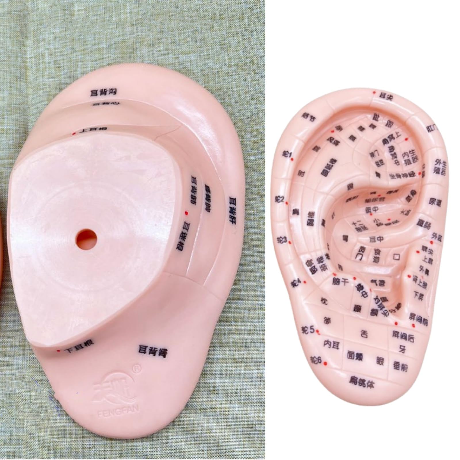 Amazon.co.jp: 4 アイテム 耳と手と足のツボモデル 耳ツボ 模型 手鍼