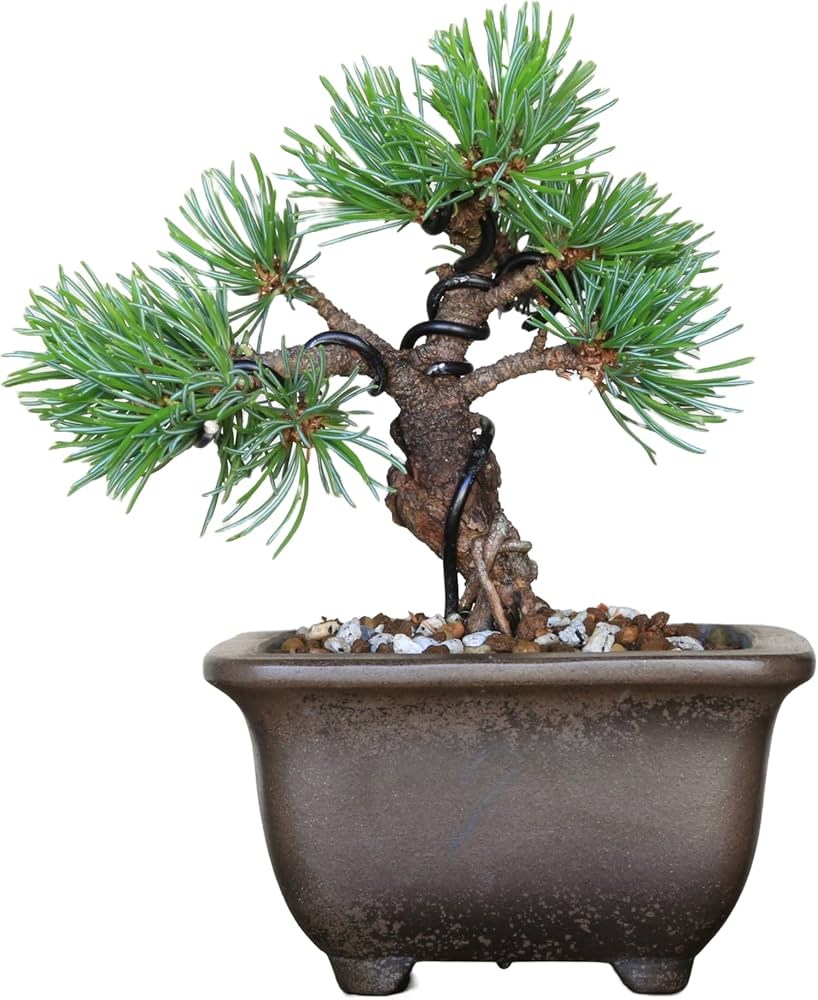 Amazon.co.jp: 那須五葉松 八房品種『那須娘』ミニ盆栽【泰寿園 Online