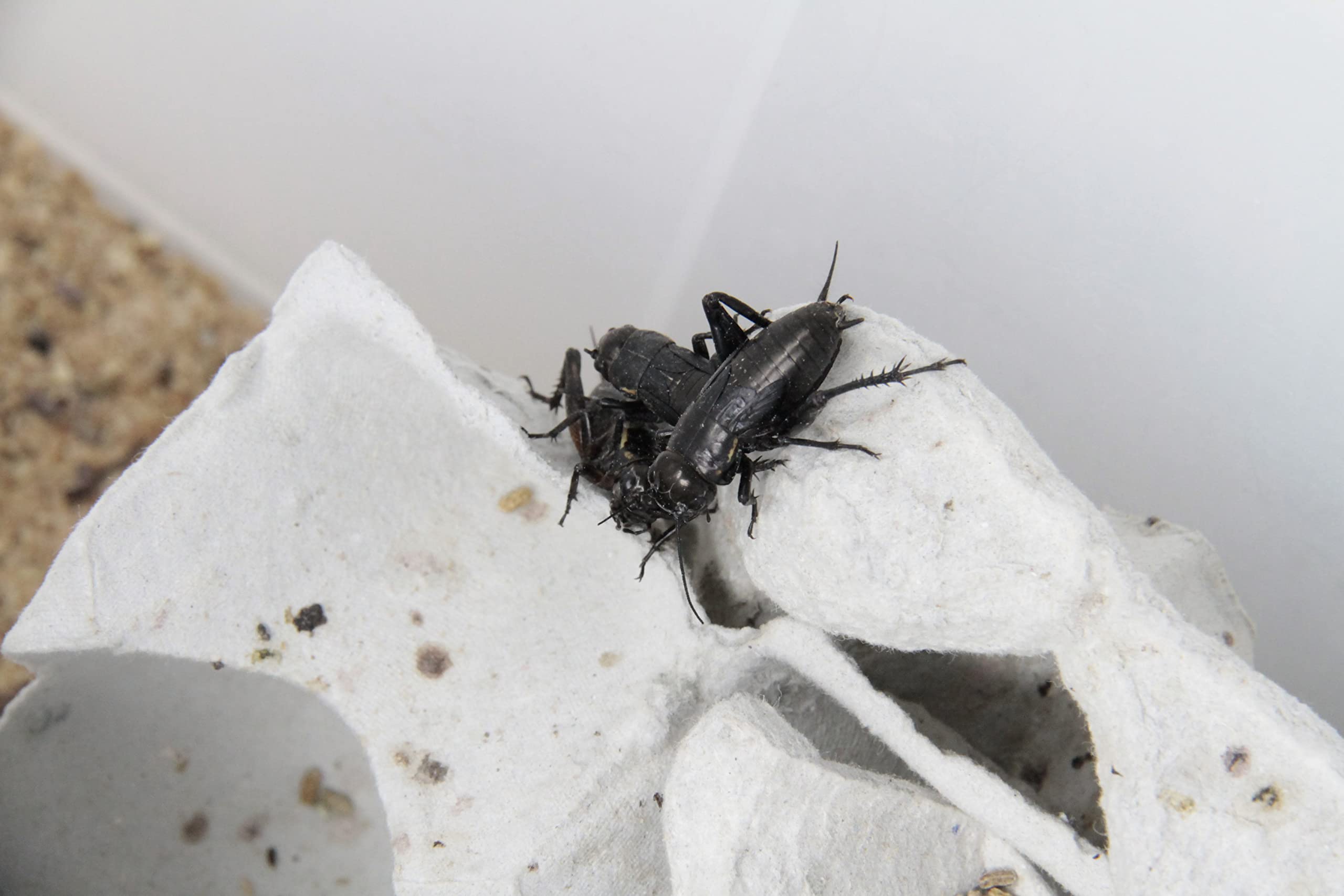 Amazon | (生き餌)クロコオロギ（フタホシコオロギ） Lサイズ (約2.5cm