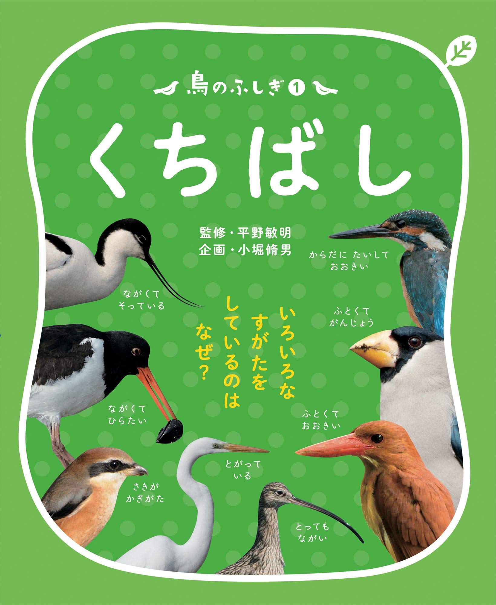 鳥のふしぎ1 くちばし: いろいろなすがたをしているのは なぜ? | 平野