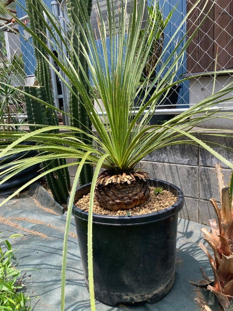 耐寒性ダシリリオン大苗ミキワネンシス◇ドライガーデン多肉サボテン