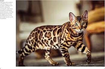 Cats (Mini Encyclopedias): Photopoulos, Julianna: 9781838862572