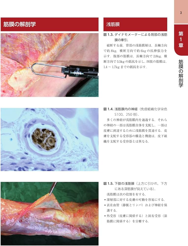 Amazon.co.jp: 筋膜マニピュレーション 実践編 レベル1 原著第2版