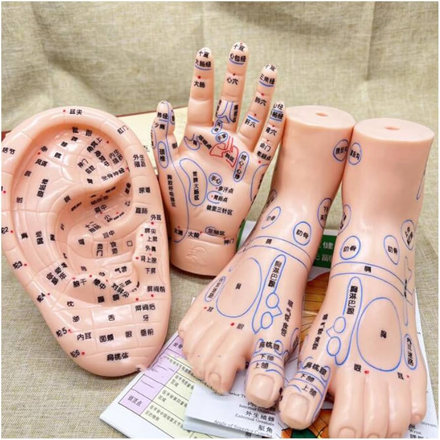 Amazon.co.jp: 耳と手と足のツボモデル、中国医学のツボモデル鍼灸耳