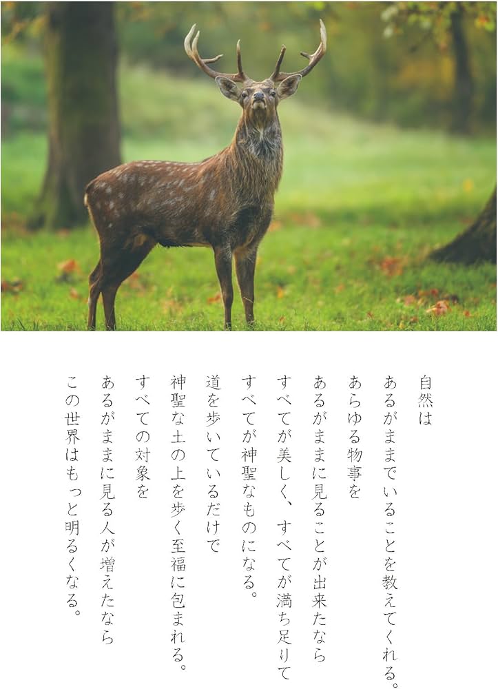 光の魂たち 山岳編序章 人の御魂を磨く聖なる山々 | 森井 啓二 |本