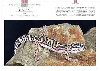 ヒョウモントカゲモドキ品種図鑑: 飼育前の個体選び・品種の選別・繁殖