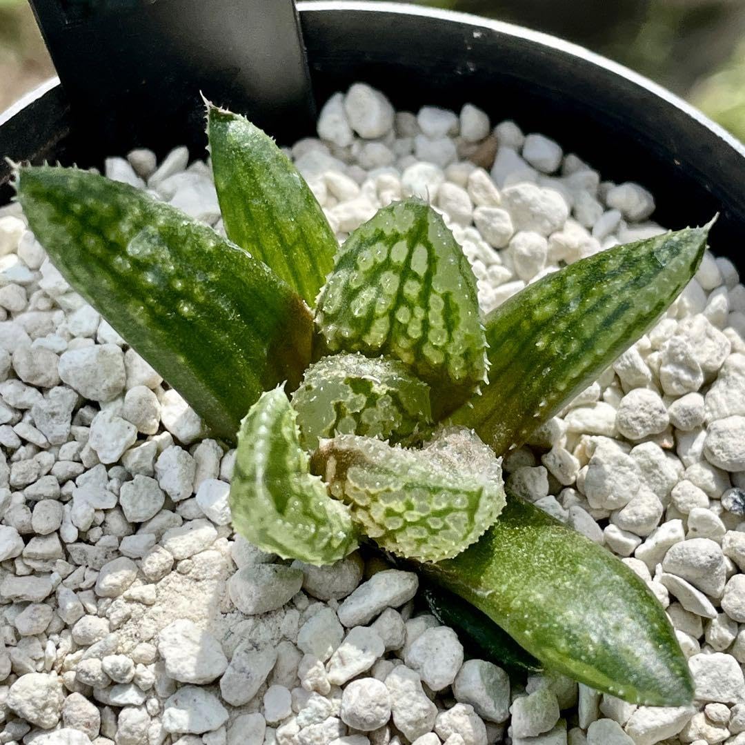 Amazon.co.jp: ハオルチア 闇の森 ハオルシア多肉植物 抜き苗発送