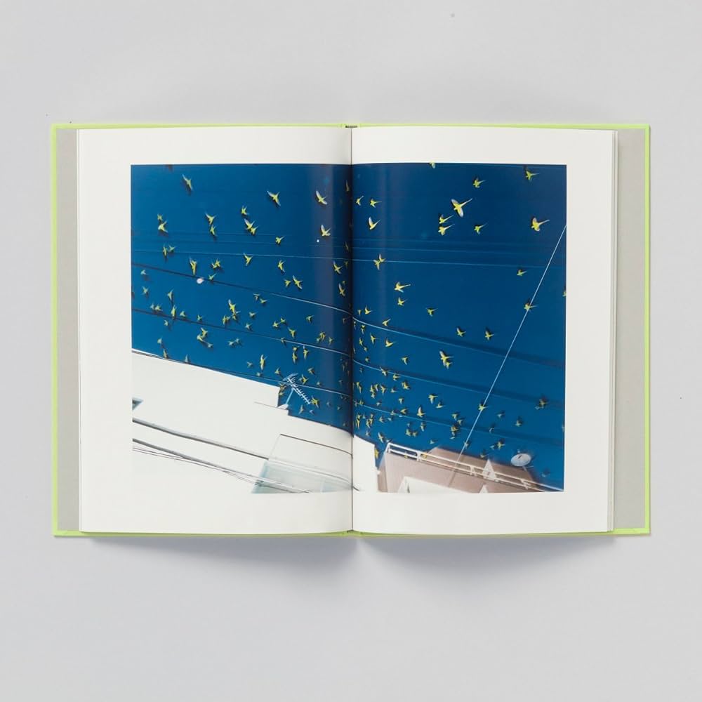 Amazon | TOKYO PARROTS | 水谷吉法, 水谷吉法 | Individual Artists