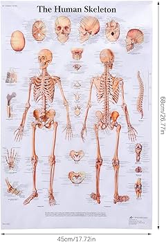 Amazon.co.jp: 人体解剖学ポスター 2 パック、人体筋肉 + 人体骨格