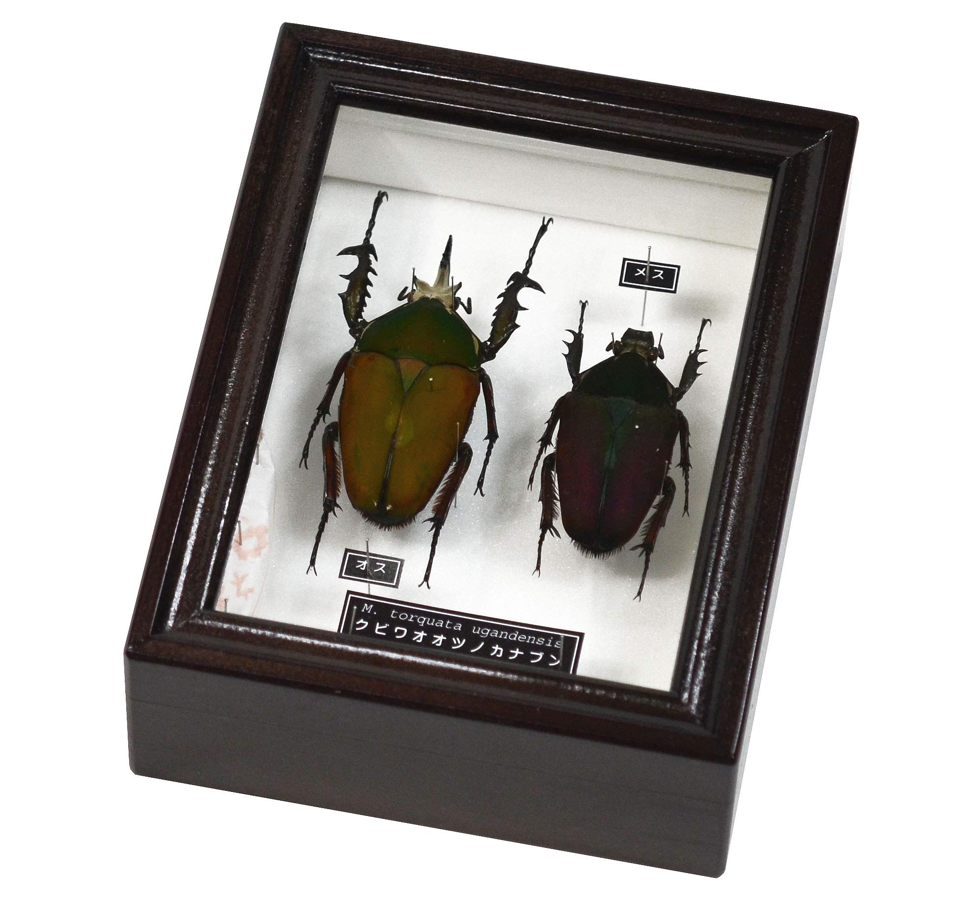 Amazon | 色彩変異の多様なアフリカ最大のオオツノカナブンの標本 名和