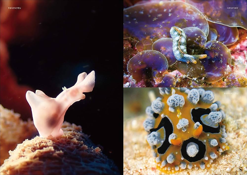 新版 ウミウシ (ネイチャーウォッチングガイドブック) | 篤司, 小野