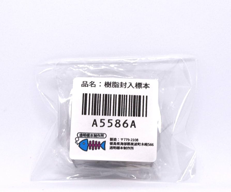 Amazon | [透明標本制作所]樹脂封入 標本 コガネムシ Bタイプ スカラベ