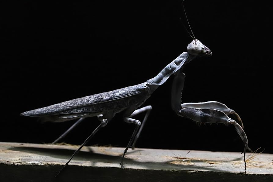 Amazon | ダブルシールドマンティス カマキリ【 Laliance 】 (初齢〜2