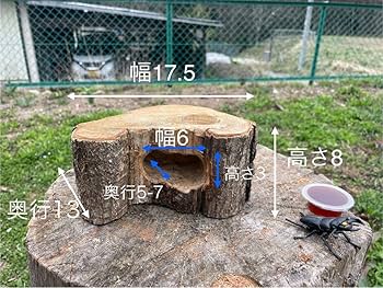 Amazon.co.jp: クワリウム 登り木 エサ台 シェルター : ペット用品