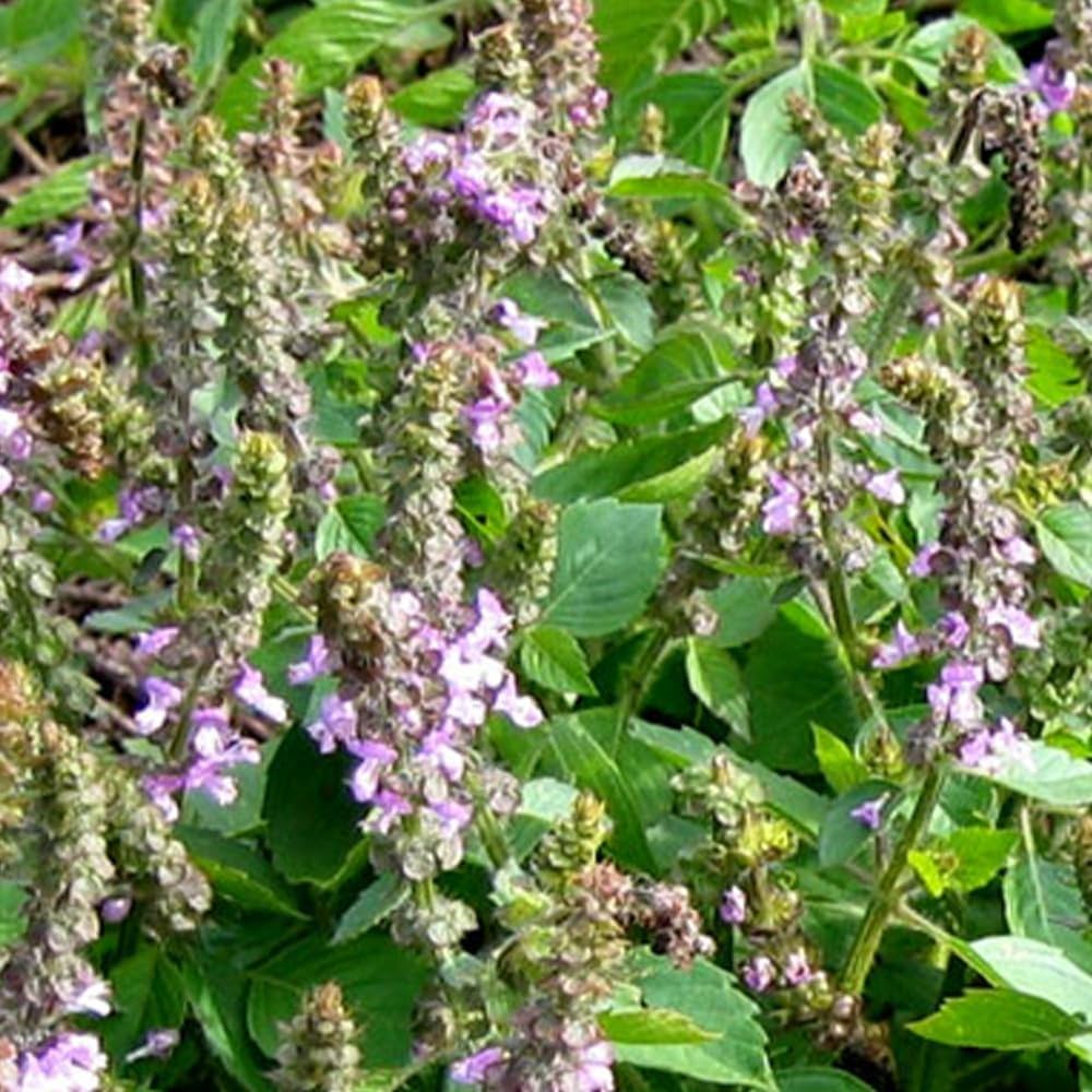 Amazon.co.jp: ITANSE 「ホーリーバジル(ヴァナ・トゥルシー