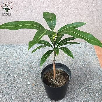 71E4MRmaKkS._AC_UF350,