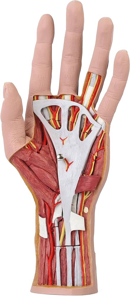 Amazon.co.jp: 手の浅・深層構造を観察できる実物大の模型，骨・筋・腱