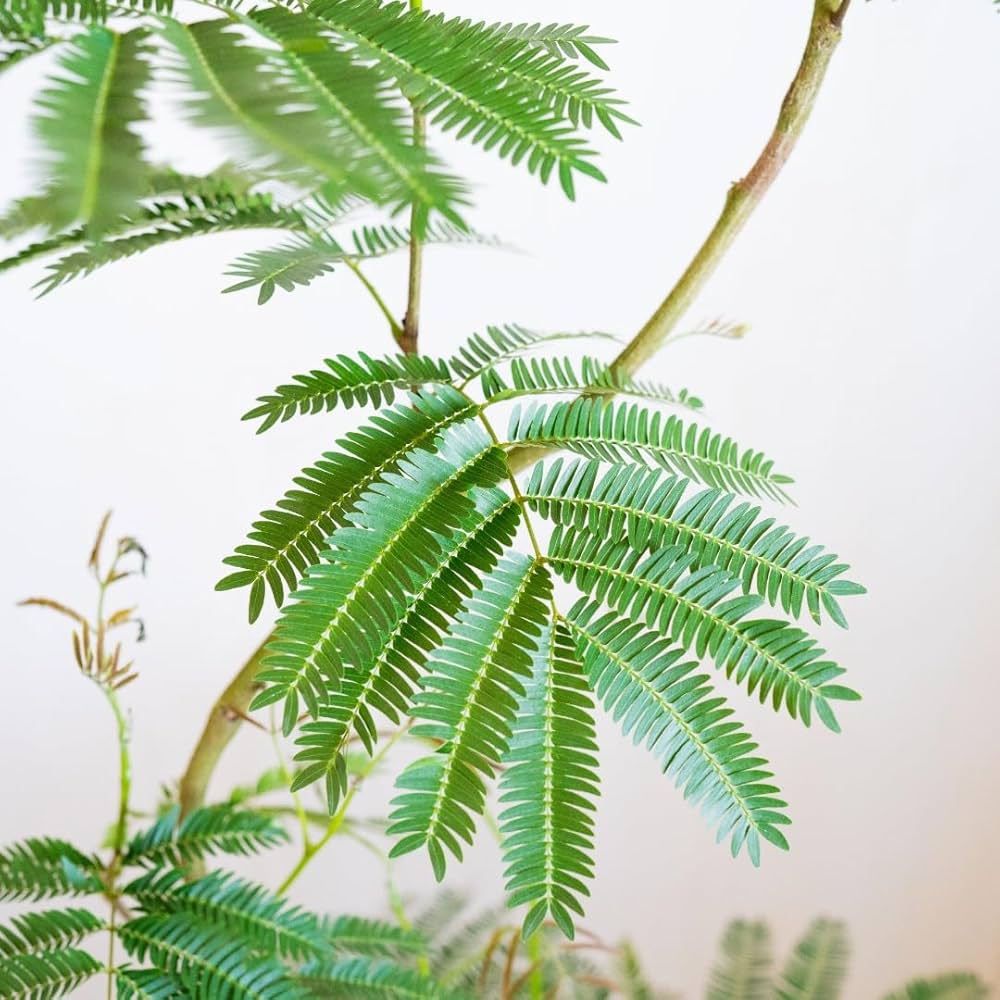 Amazon｜観葉植物 エバーフレッシュ 大型 7号 8号 10号 インテリア