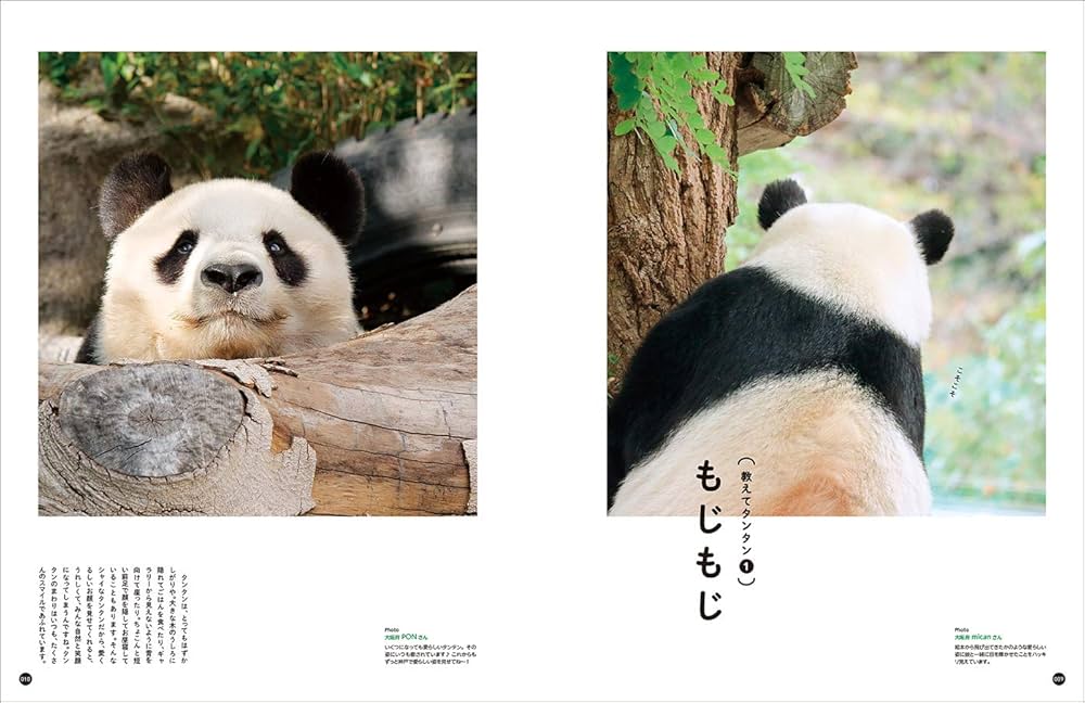 神戸市立王子動物園のシャイなパンダ タンタン |本 | 通販 | Amazon