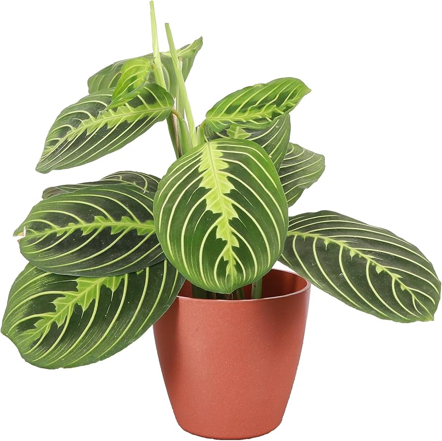 Amazon.com : Thorsen's Greenhouse Lemon Lime Prayer Plant, Live