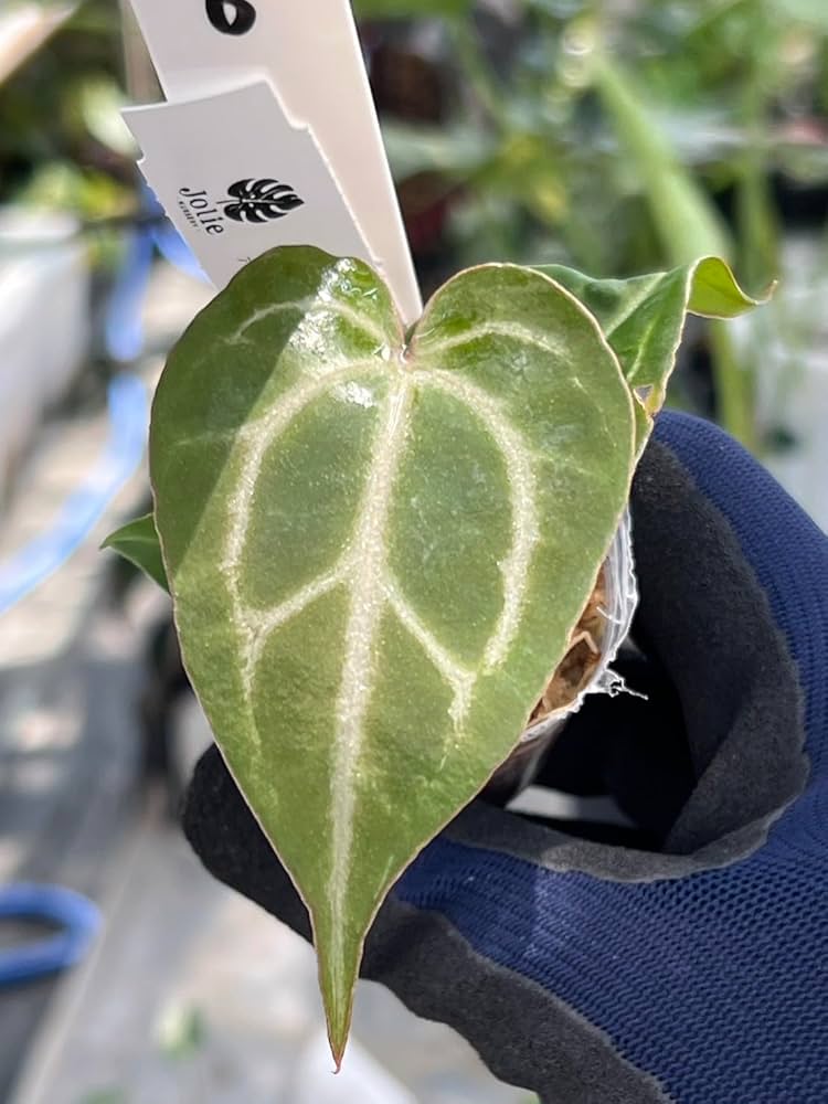 Amazon｜アンスリウム 交配種, ベッセアエ × デビリス × ドリーム