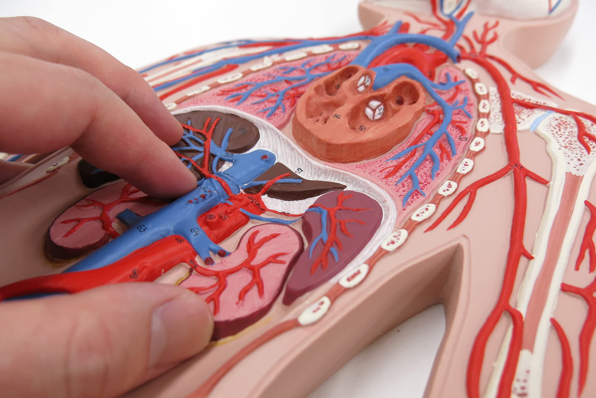 Amazon.co.jp: 全身の動脈・静脈の走行が一目で分かる模型です，血管系