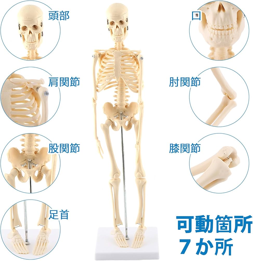 Amazon.co.jp: 人体模型 骨格標本 1/4サイズ 全身骨格模型 約45 cmミニ