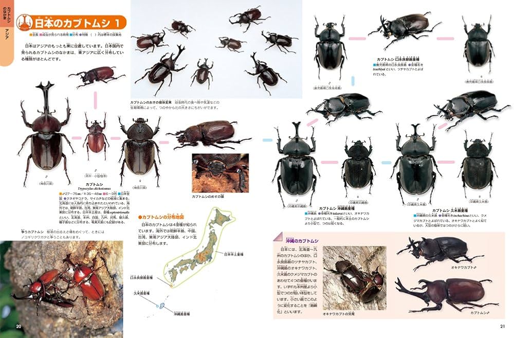 Amazon.co.jp: カブトムシ・クワガタムシ : -: Japanese Books