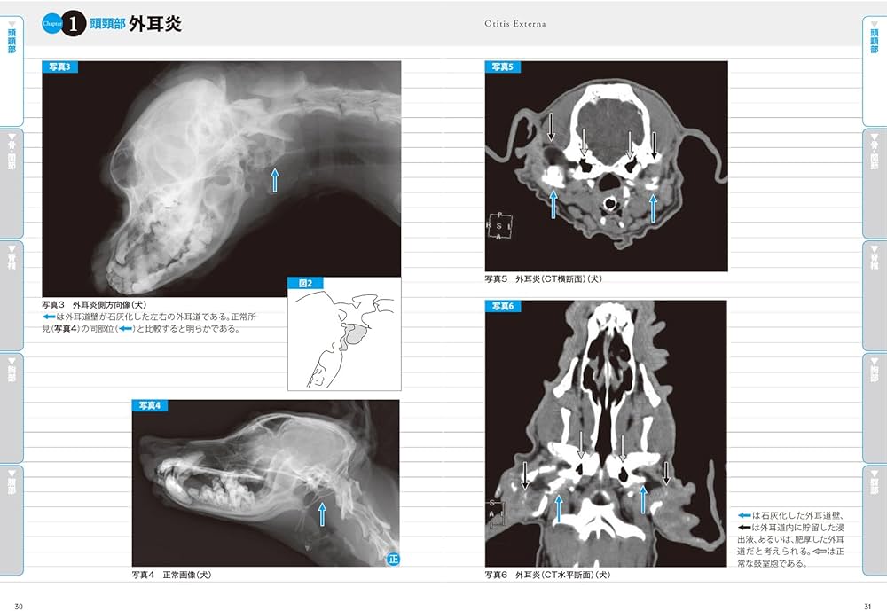 正常画像と比べてわかる犬猫画像診断: 診療現場ですぐに使える | 藤田