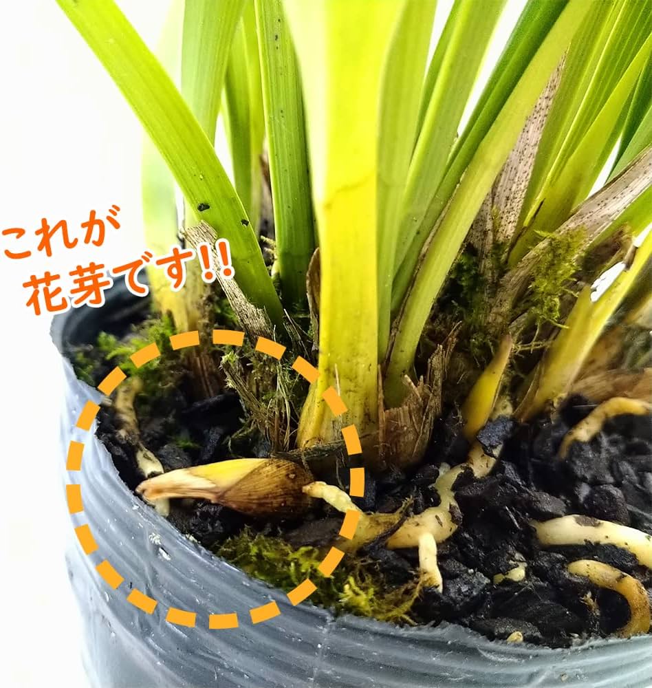 Amazon.co.jp: キンリョウヘン（ 金稜辺 ）5号ロング鉢 今春の花芽まだ