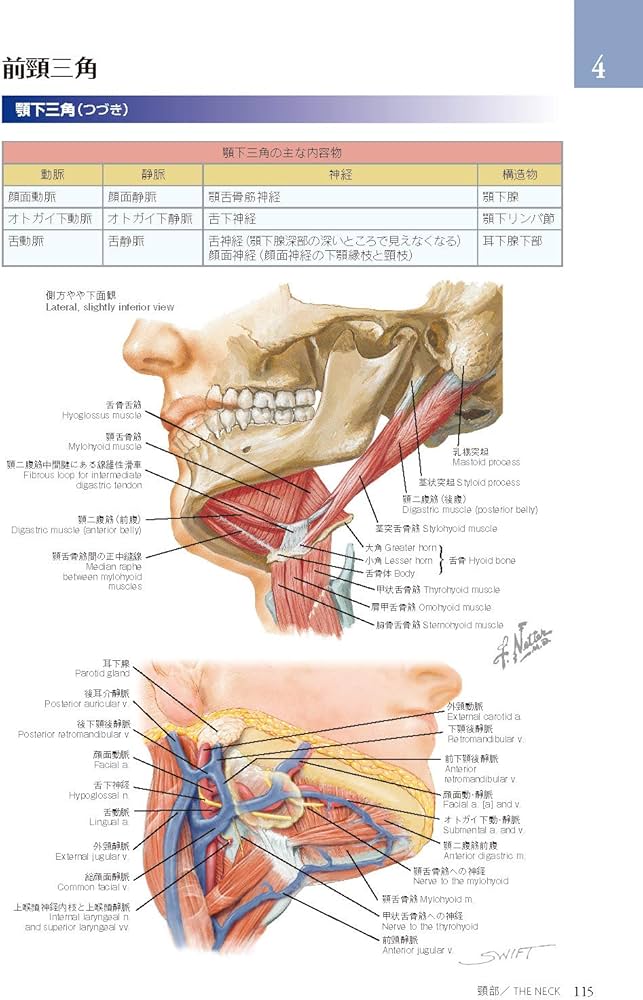 ネッター頭頸部・口腔顎顔面の臨床解剖学アトラス 原著第3版 : Neil S