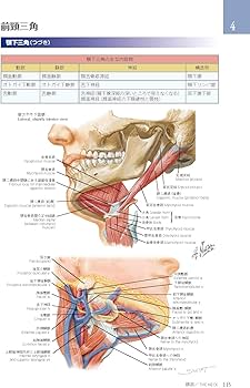 ネッター頭頸部・口腔顎顔面の臨床解剖学アトラス 原著第3版 | Neil S