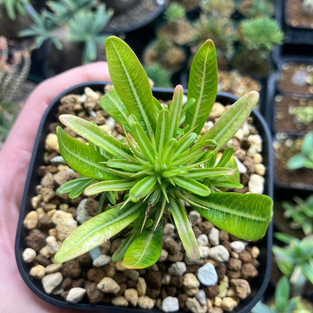 Amazon.co.jp: パキポディウム アンボンゲンセ 実生 多頭 塊根植物