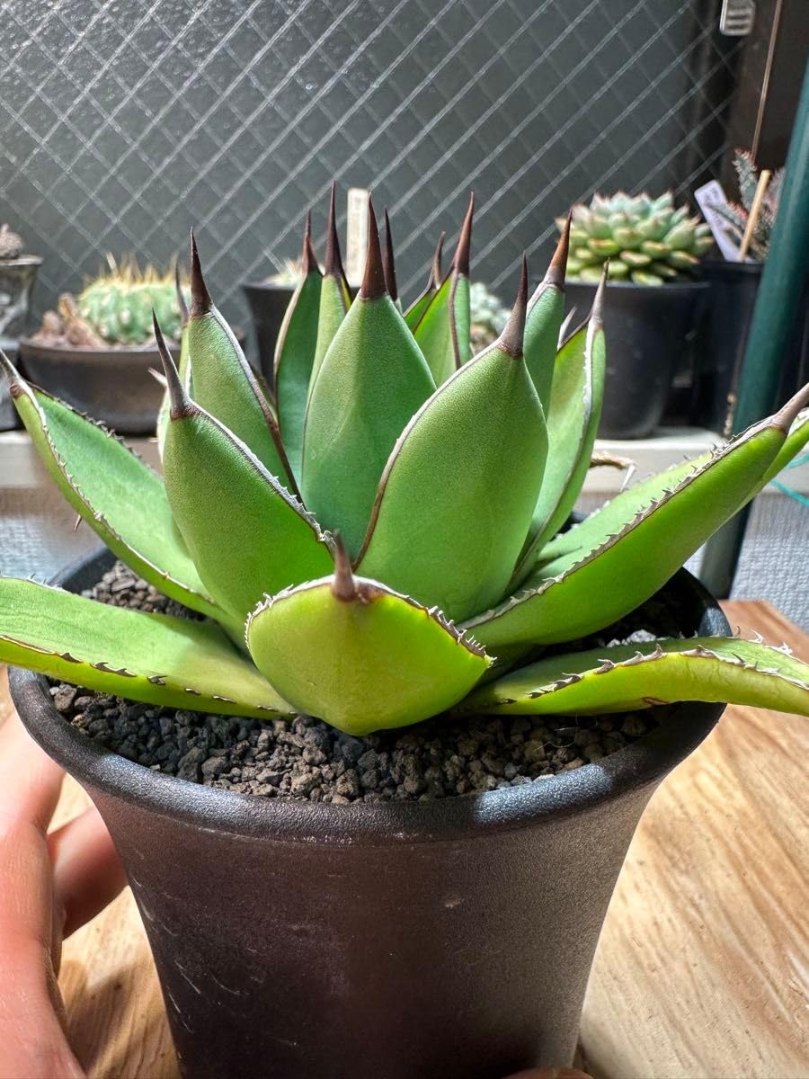 Amazon.co.jp: 極美 土田 制所 ハイブリッドアガベ 笹の雪