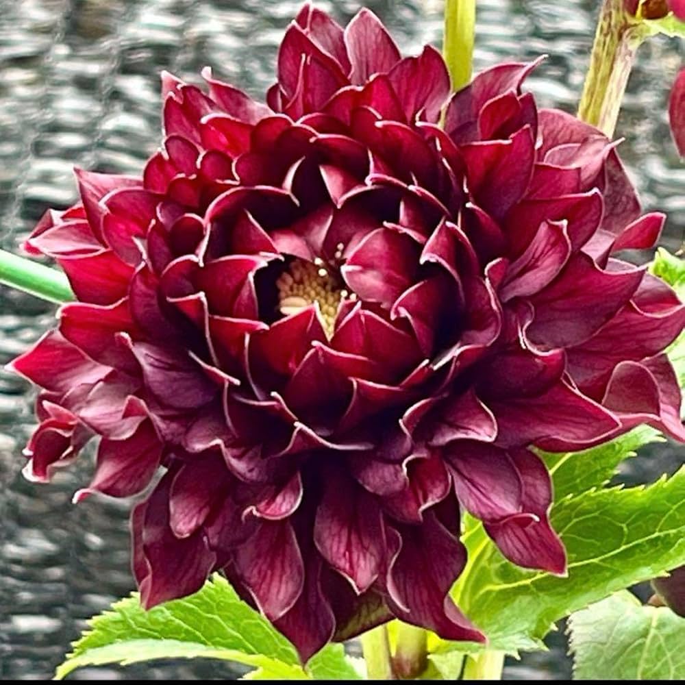 Amazon.co.jp: 879 極上整形花クレオパトラクリスマスローズ : 文房具