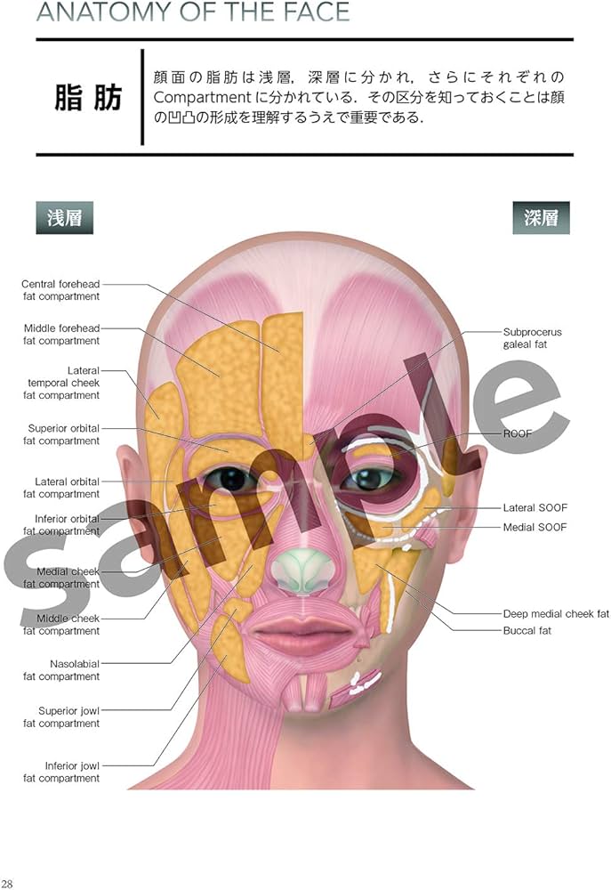 71RxvMEUoXL._AC_UF1000,