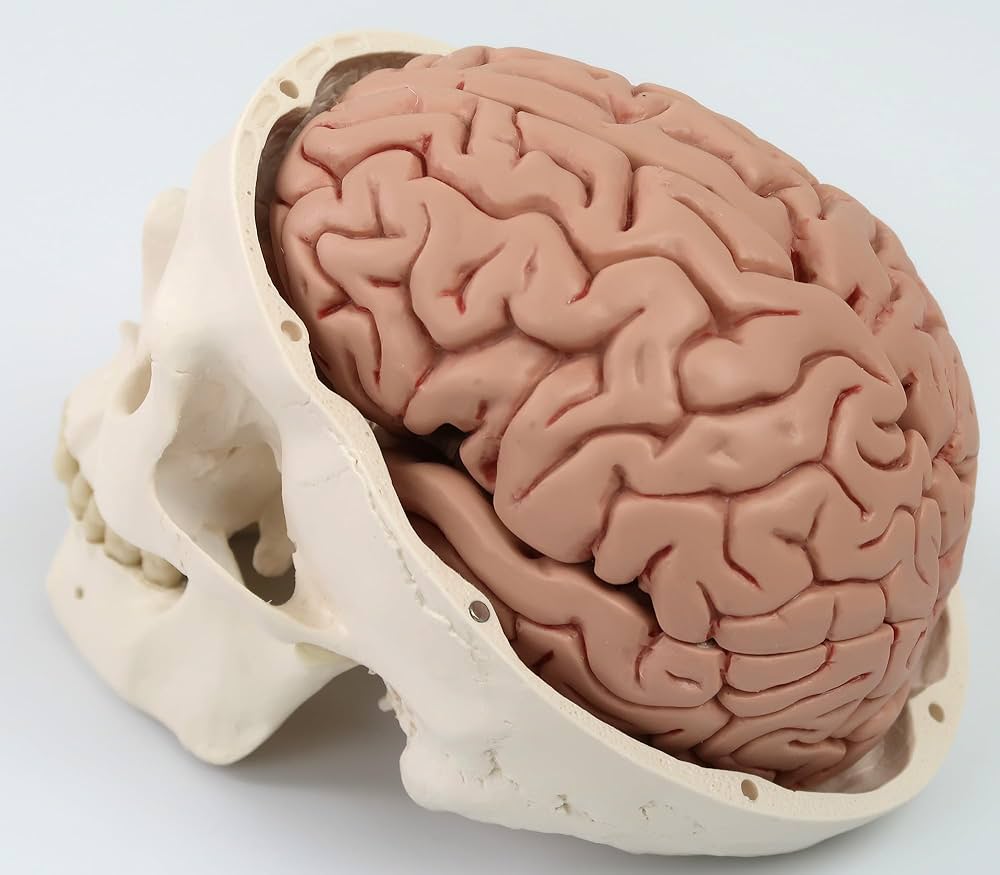 Amazon.co.jp: 頭蓋骨模型と脳模型のセット - 頭蓋，脳付，8分解モデル