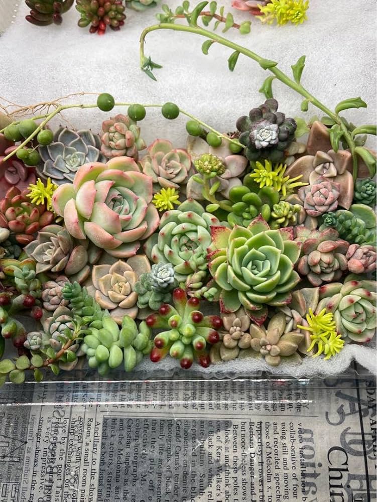 71T228mvAFL._AC_UF1000,