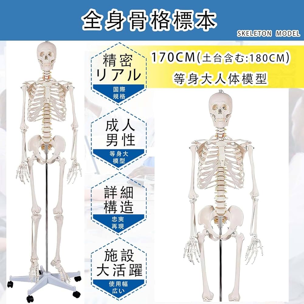 Amazon.co.jp: SUDOO 骨模型 全身 等身大 人体模型 170cm 骨格模型 高