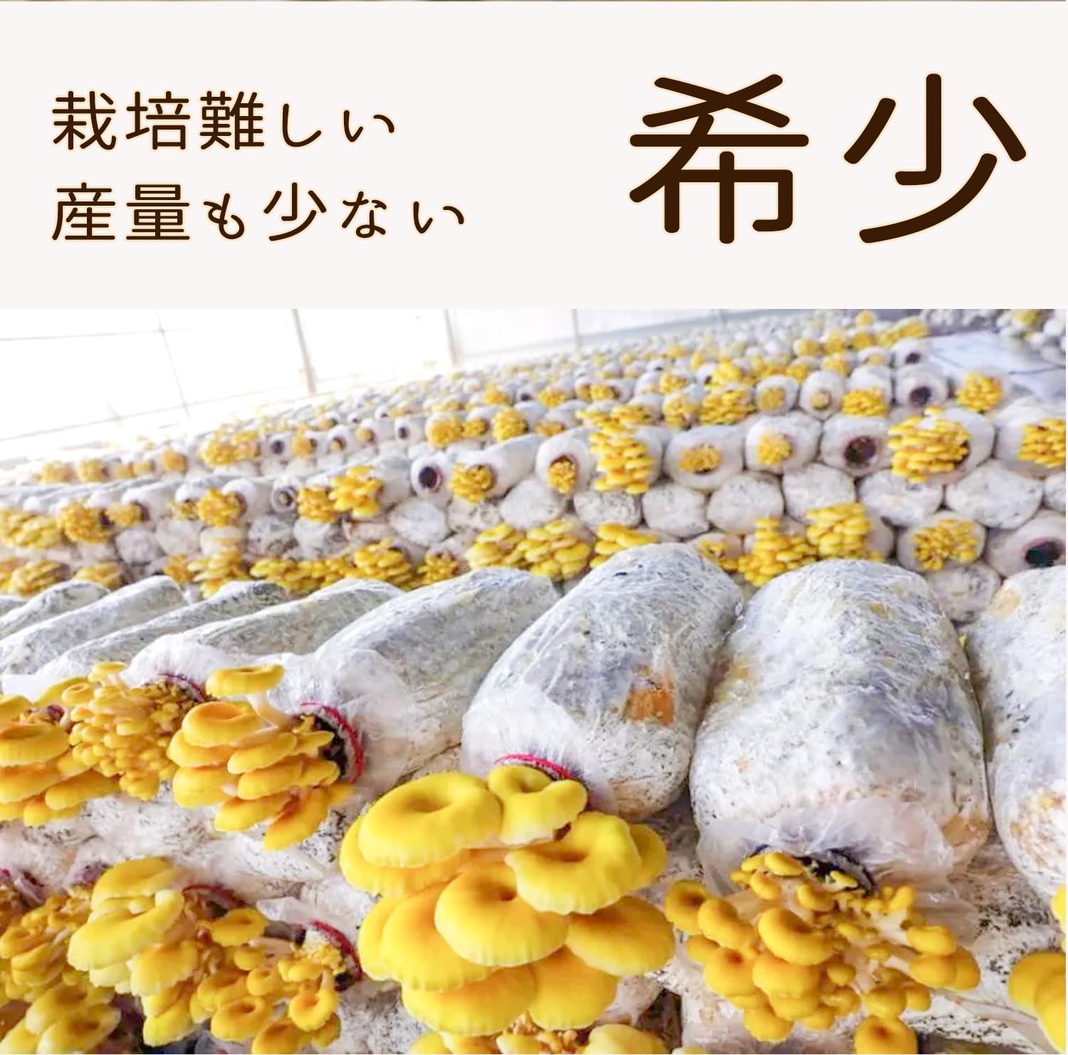 Amazon.co.jp: 乾燥 たもぎ茸 たもぎたけ 黄金たもぎだけ スーパー健康