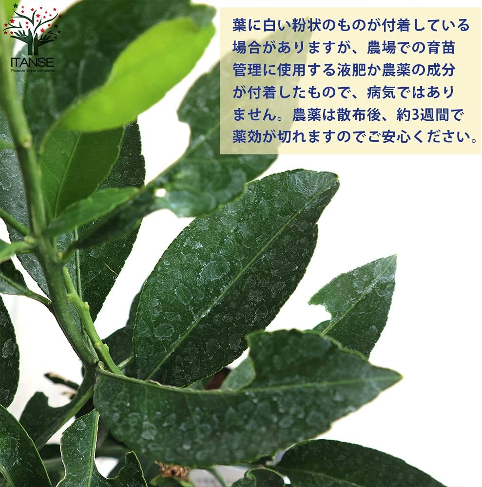 Amazon.co.jp: みかんの苗 紀州種無し小みかん(品種：無核紀州)【品種