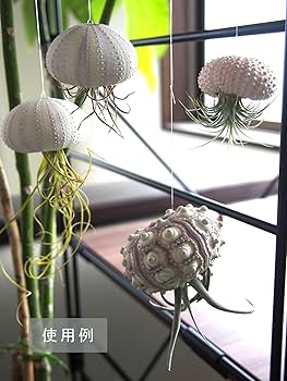 Amazon.co.jp: 【貝殻の問屋さん】シーウーチンスプートニック（ミナミ