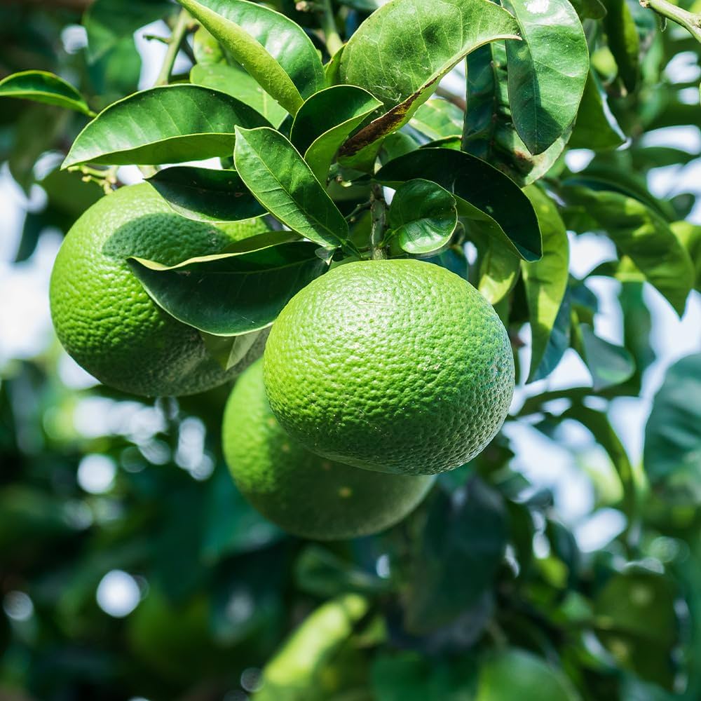 Amazon.co.jp: ITANSE カボス 7号 1個売り 品種で選べる果樹苗